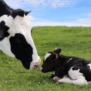 Ayurveda Mother and Baby Cow