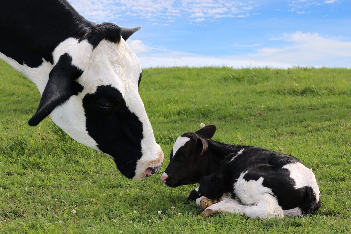 Ayurveda Mother and Baby Cow
