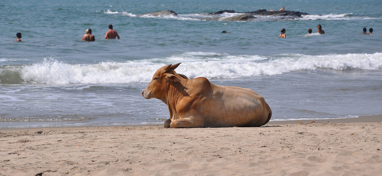 India Summer Beach Cow