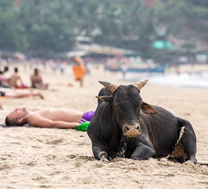 India Summer Beach Cow
