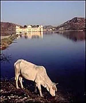Ayurvedic milk